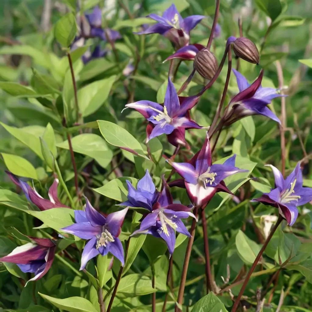 Clematis viticella 'Prince William'