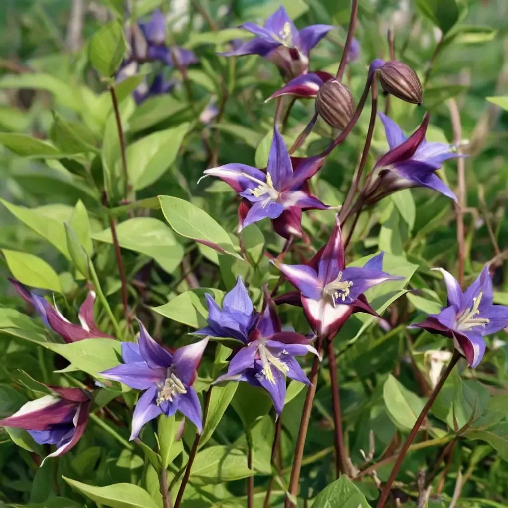Clematis viticella 'Prince William'