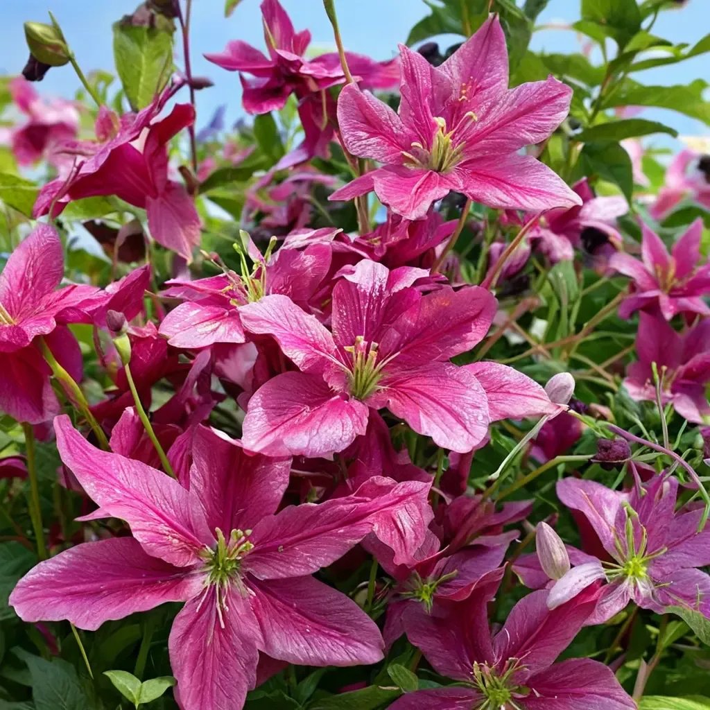 Clematis viticella 'Abundant Flowers'