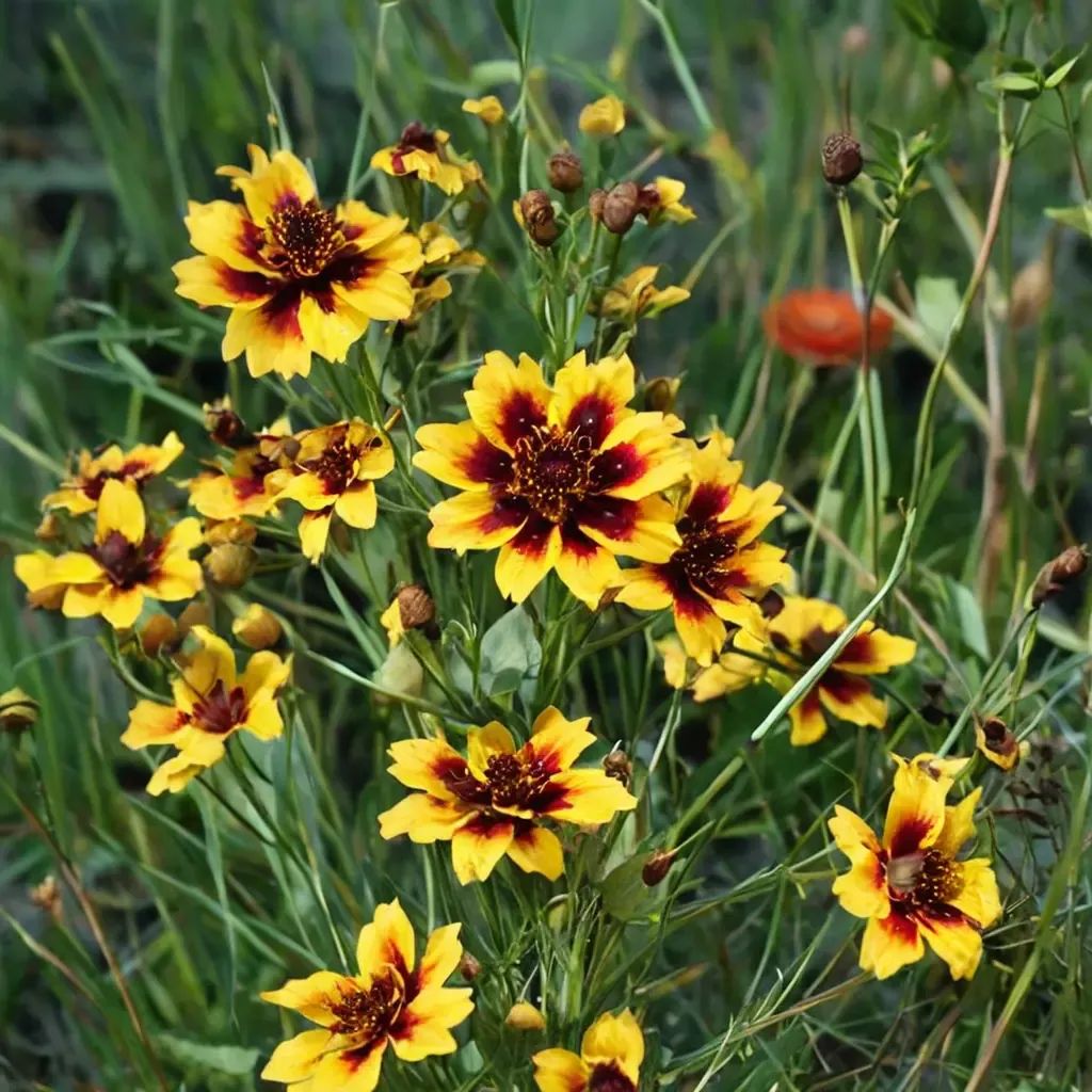 Coreopsis tinctoria