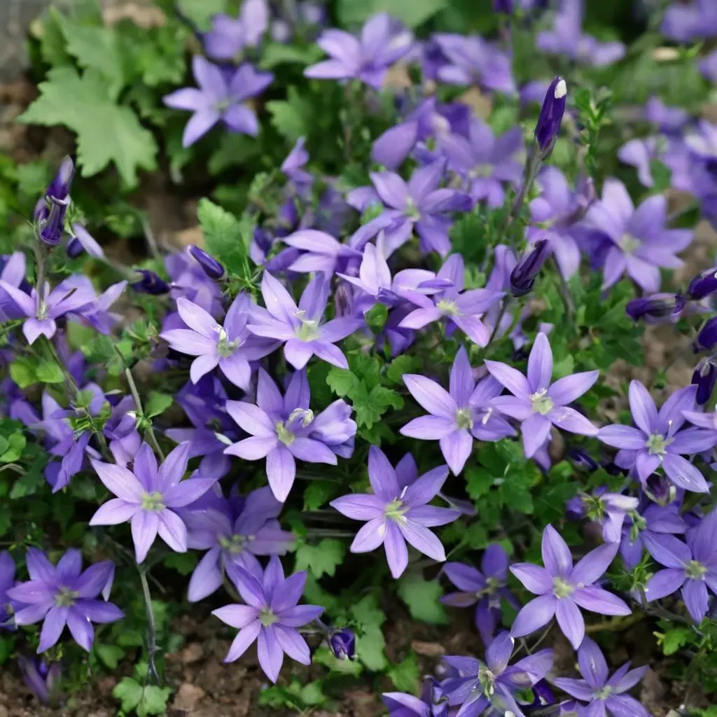 Campanula x birchii 'Hybrids'