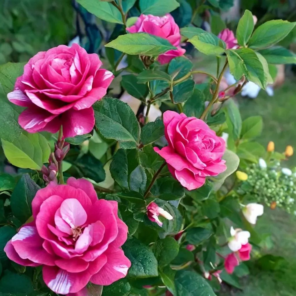 Rosa x fortuniana 'Floribunda Rose'