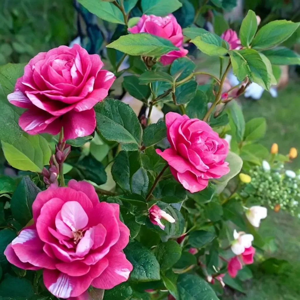 Rosa x fortuniana 'Floribunda Rose'