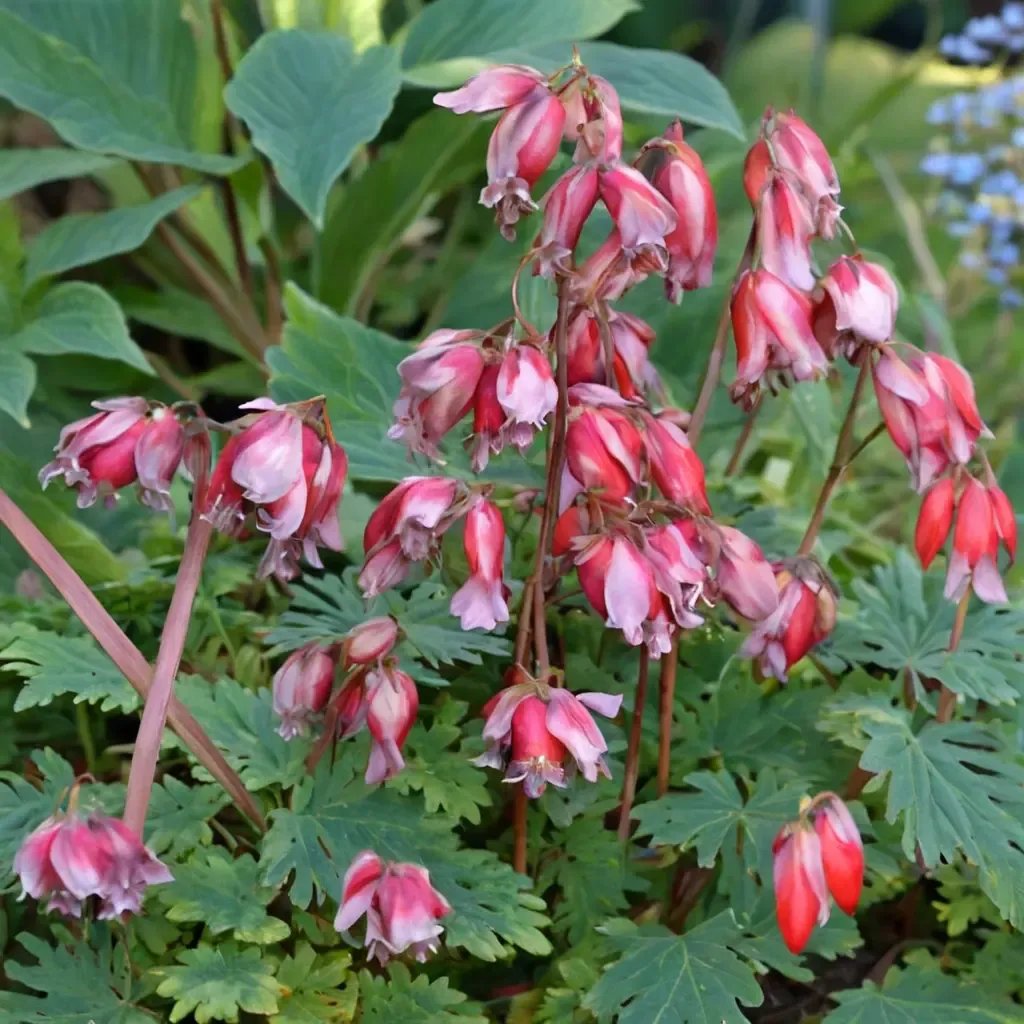Dicentra spectabilis 'Luxuriant'