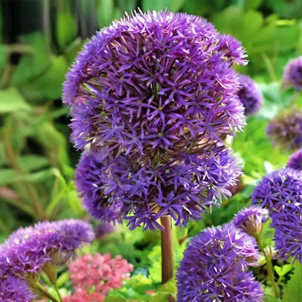 Allium violetum 'Round and Purple'