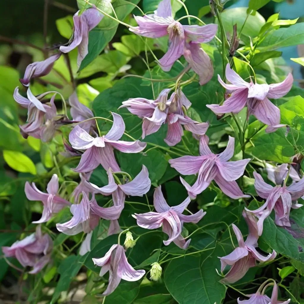 Clematis viticella 'Pagoda'