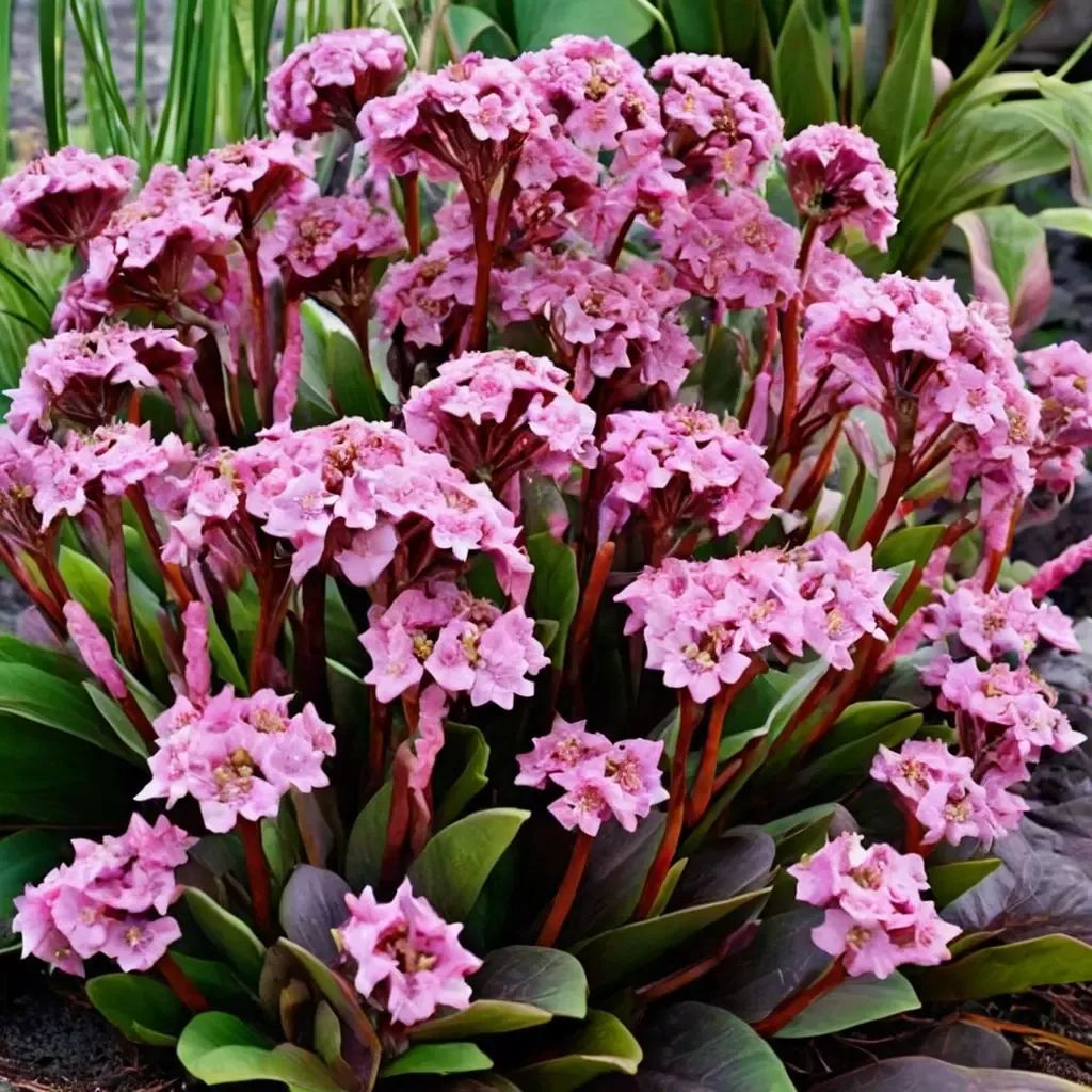 Bergenia cordifolia 'Spring Fling'