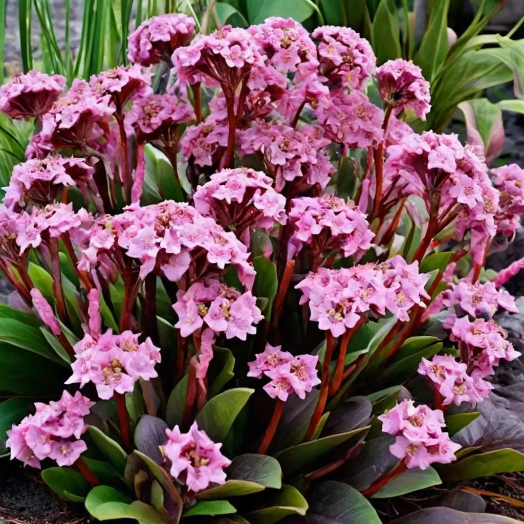 Bergenia cordifolia 'Spring Fling'