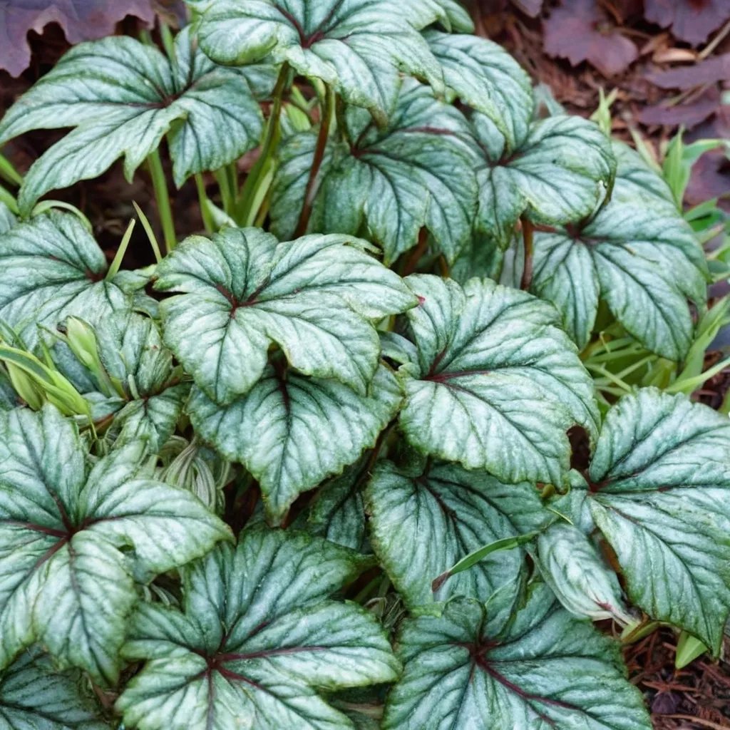 Begonia x hybrida 'Metallic Mist'