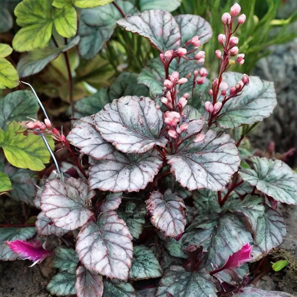 Heuchera x hybrida 'Pewter Moon'