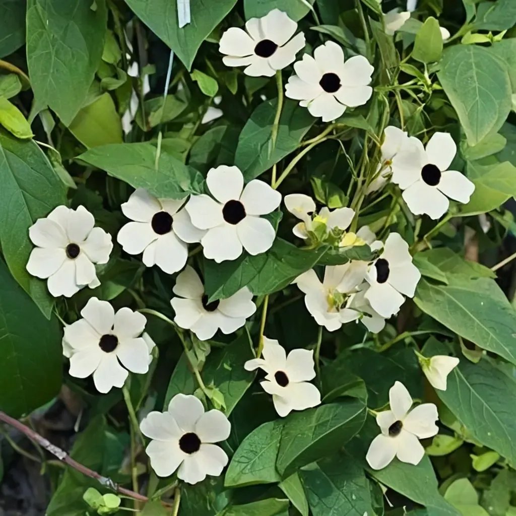 Thunbergia alata 'White Halo'