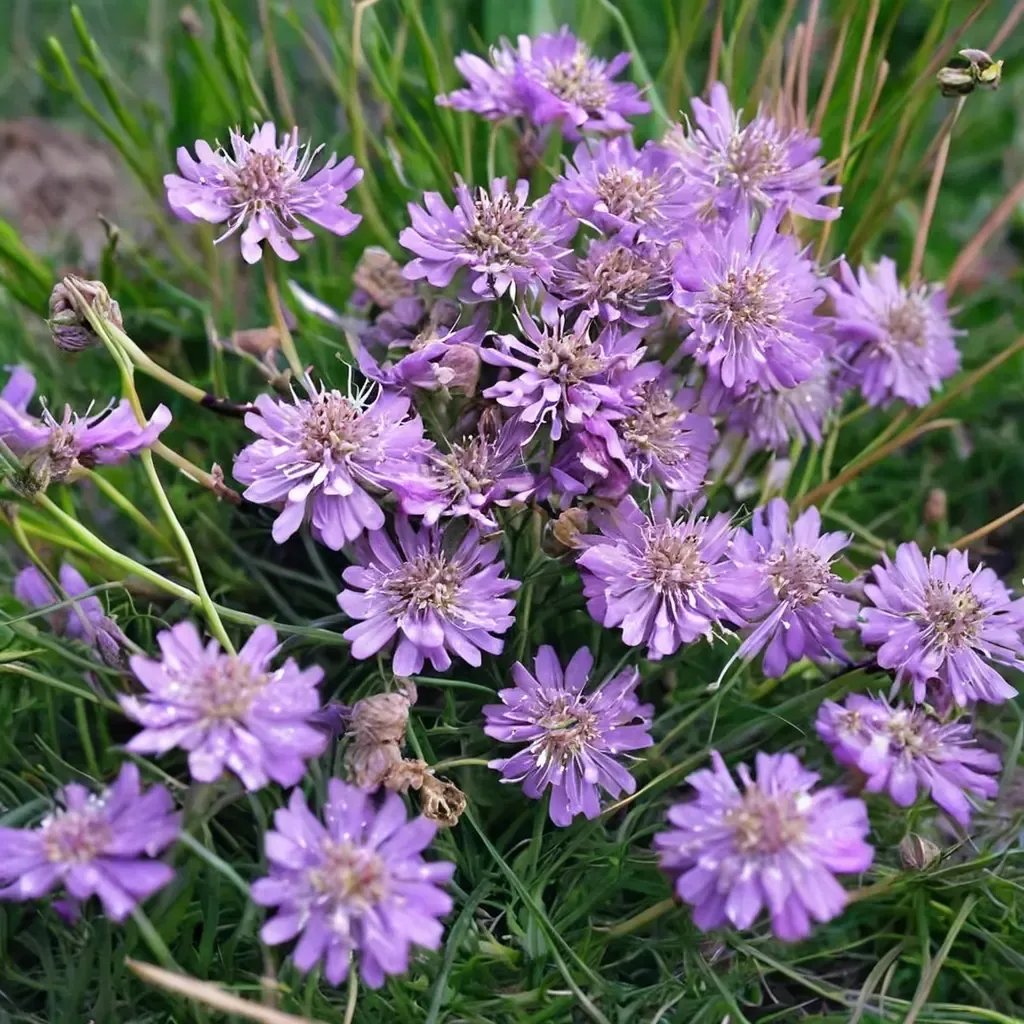 Scabiosa scabiosa 'Pincushion Flower'
