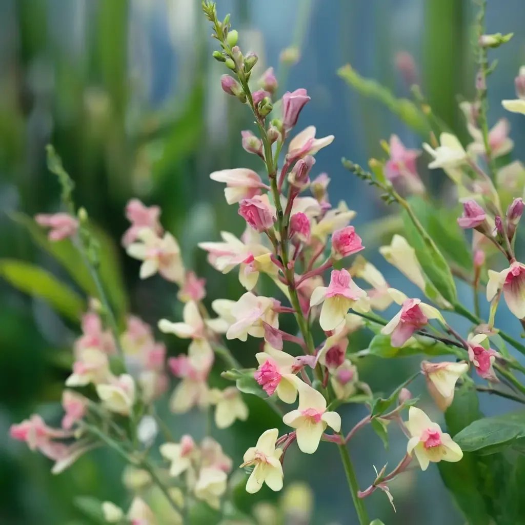 Linaria purpurea 'Peachy'