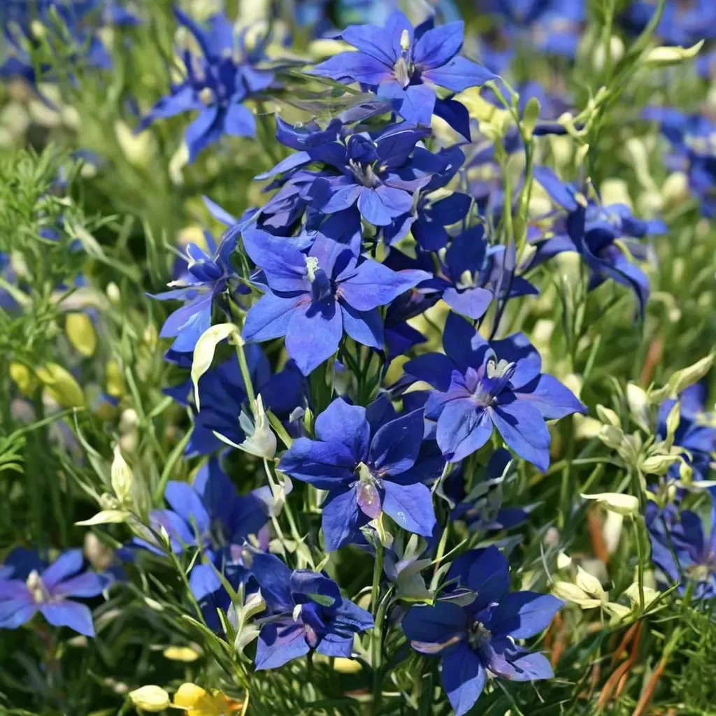 Delphinium elatum 'Summer Nights'