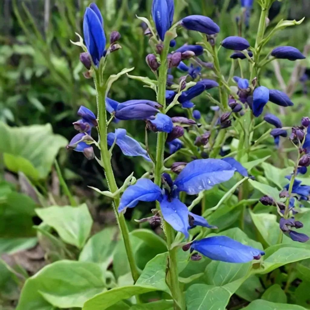Salvia cacaliifolia