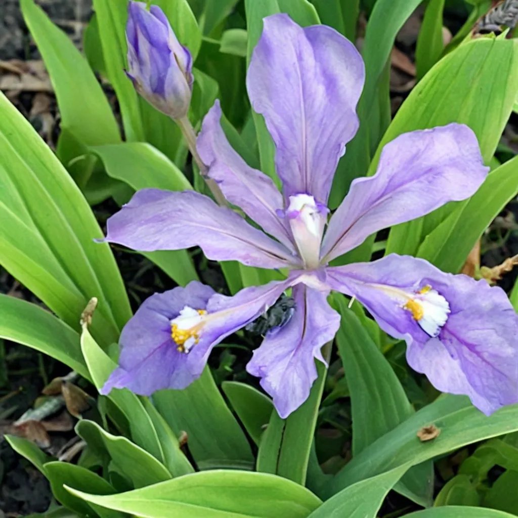 Iris cristata 'Eco Little Bluebird'
