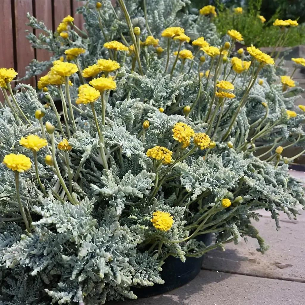 Gray Santolina, Cotton Lavender