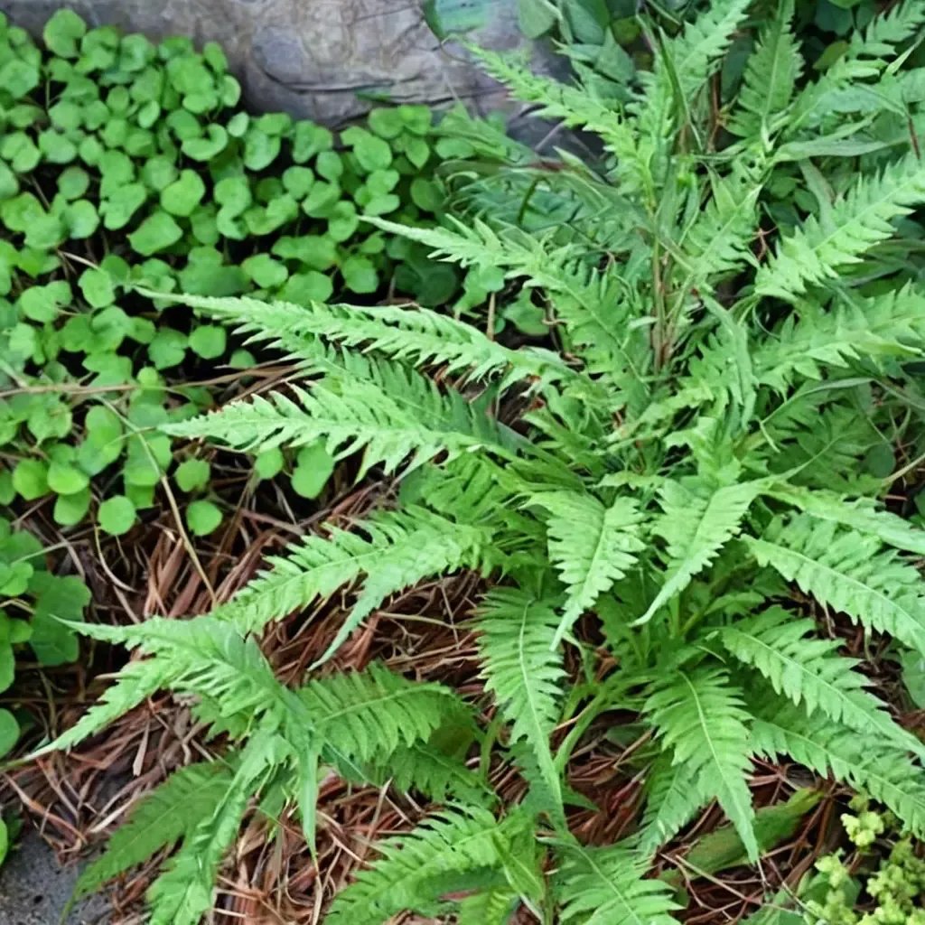 Athyrium minutissimum 'Dwarf Lady Fern'