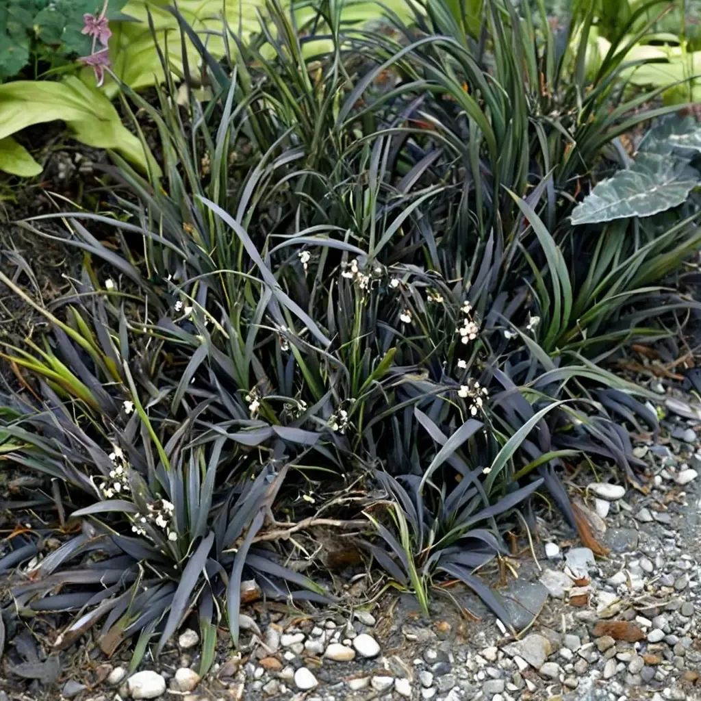 Ophiopogon planiscapus 'Niger'