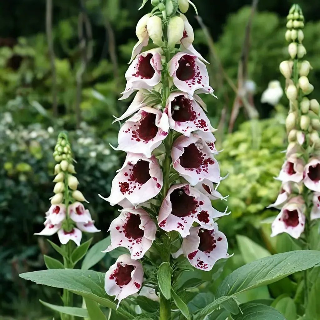 Digitalis purpurea 'Pam's Choice'