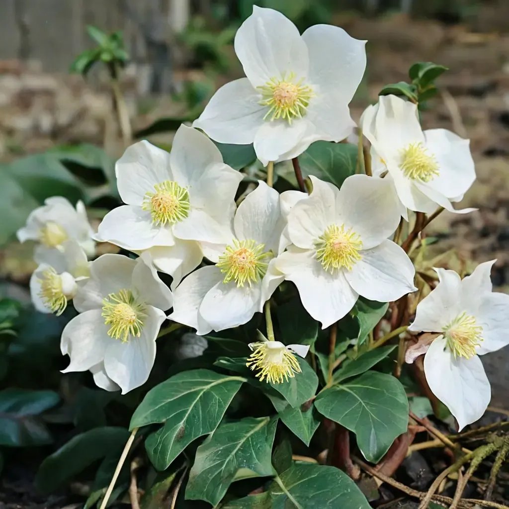 Helleborus niger 'Fresh Yuletide'