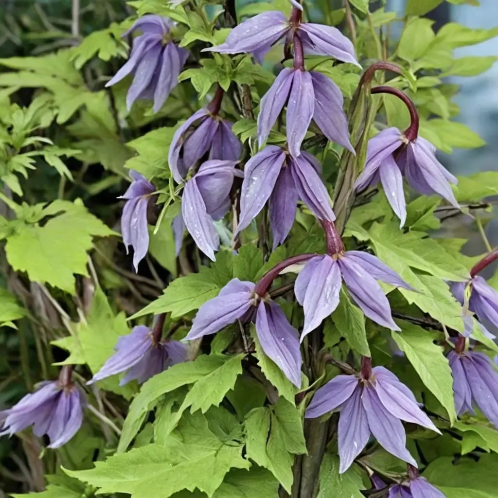 Clematis alpina 'Pamela Jackman'