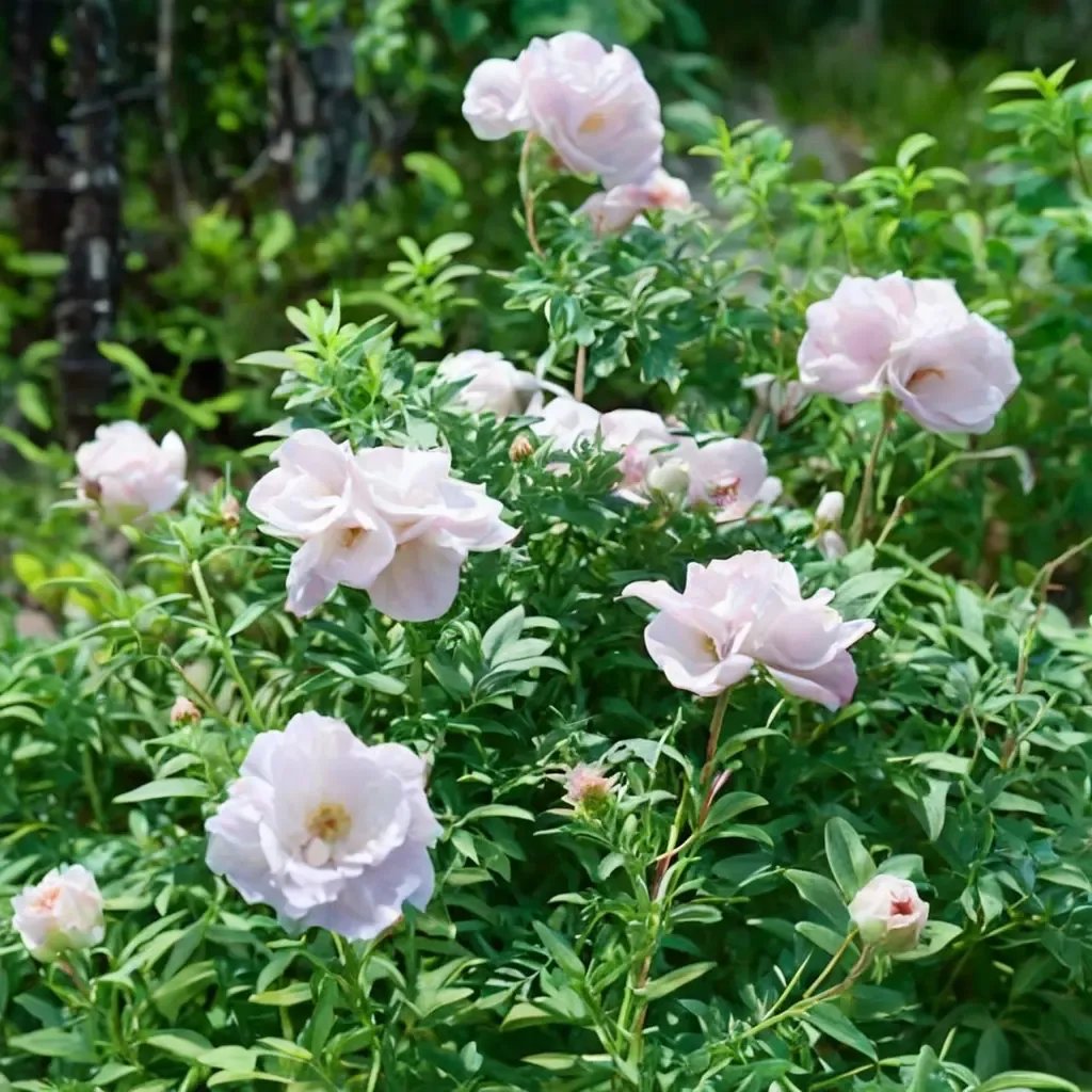 Rosa x hybrida 'Snow Pavement'