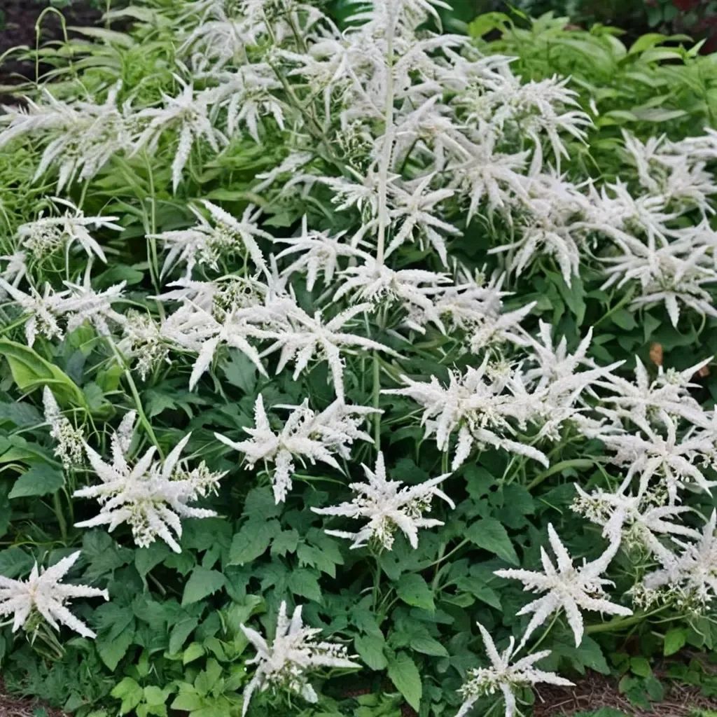 Aruncus dioicus 'Misty Lace'