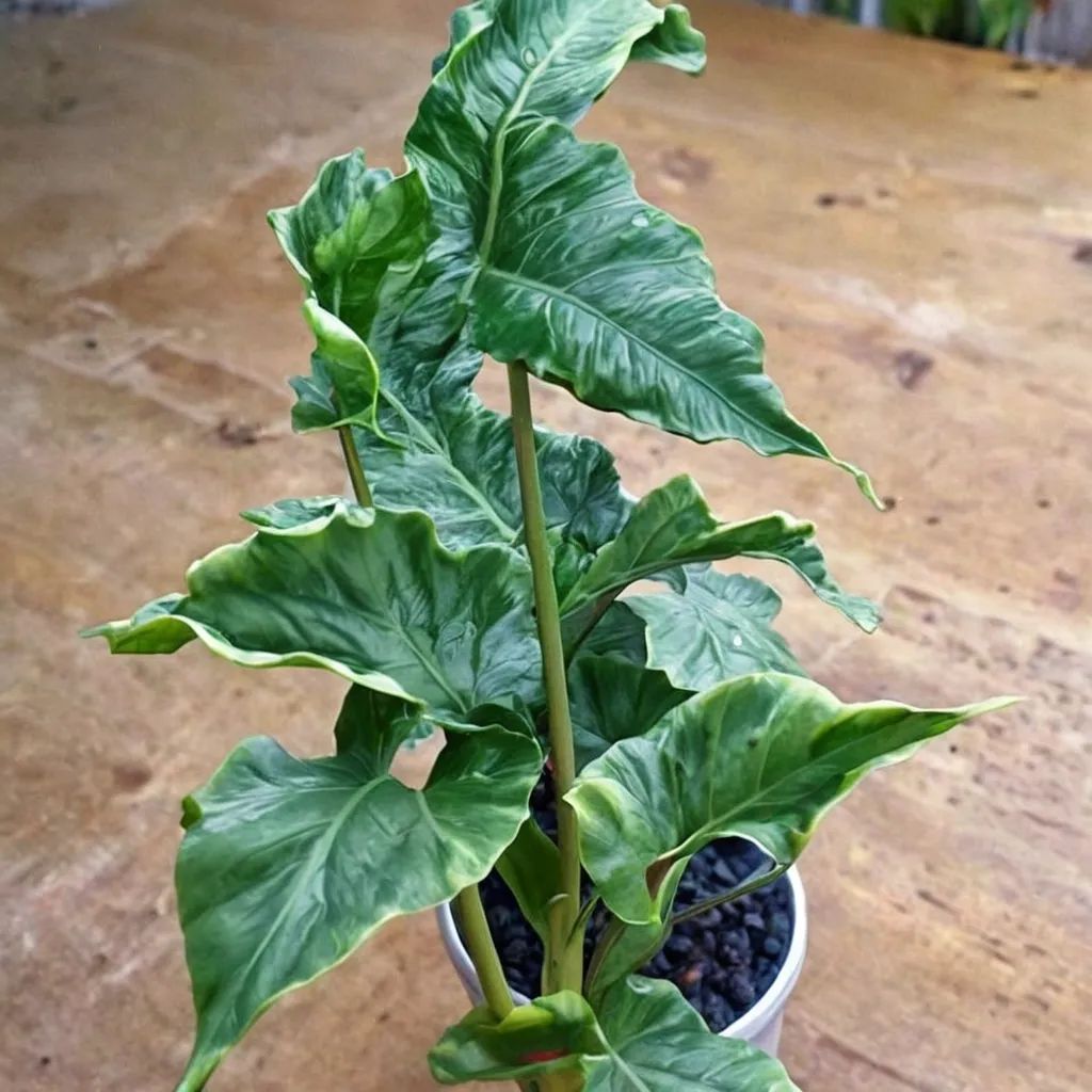 Alocasia macrorrhizos 'Shock Treatment'