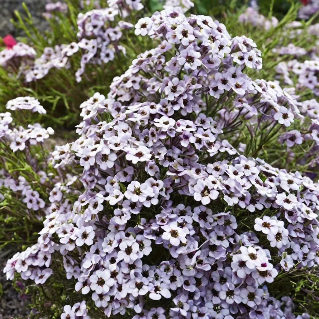 Lobularia x hybrida 'Blushing Princess'