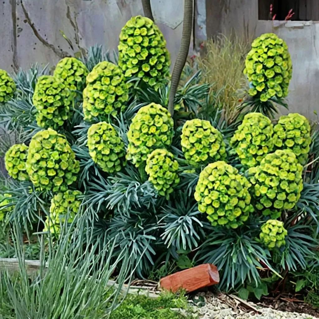 Euphorbia characias 'Dwarf'