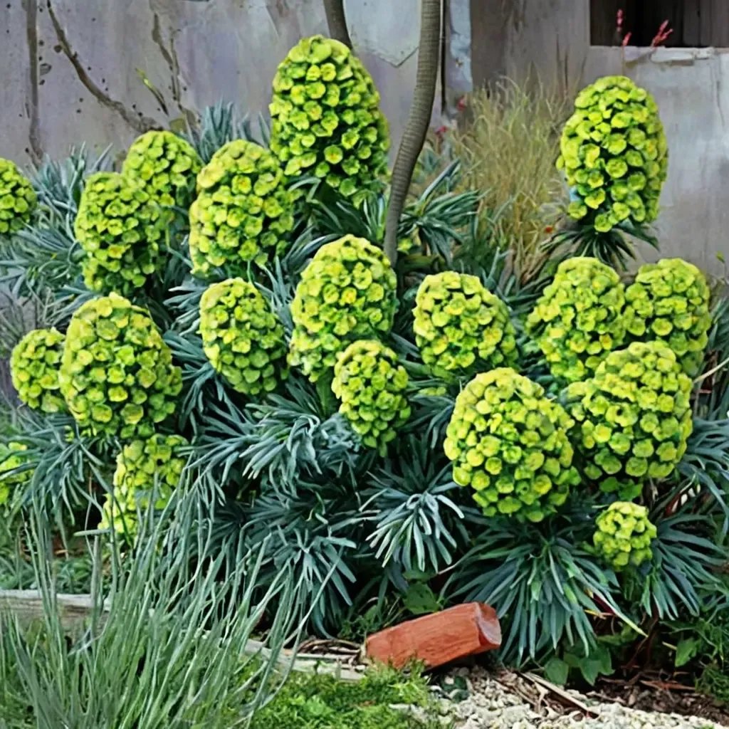 Euphorbia characias 'Dwarf'