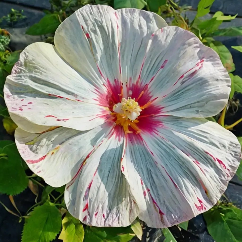 Hibiscus moscheutos 'Peppermint Flare'
