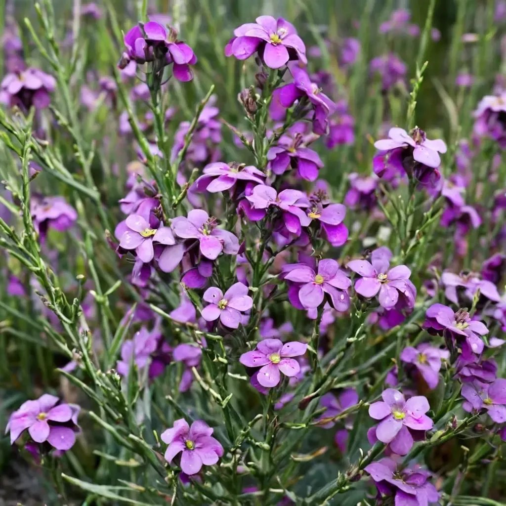 Erysimum cheiri 'Bowles' Mauve'