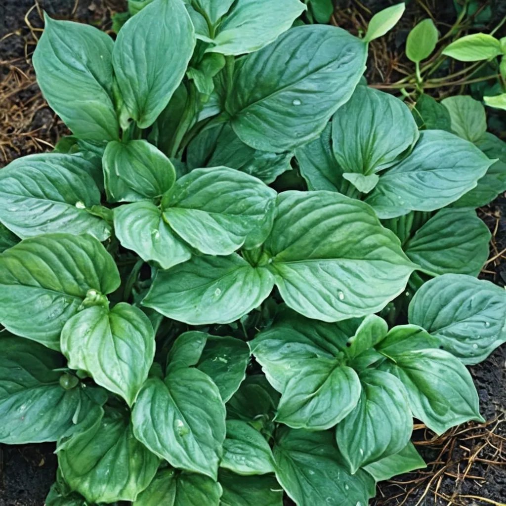 Hosta ventricosa 'Lakeside Black Satin'
