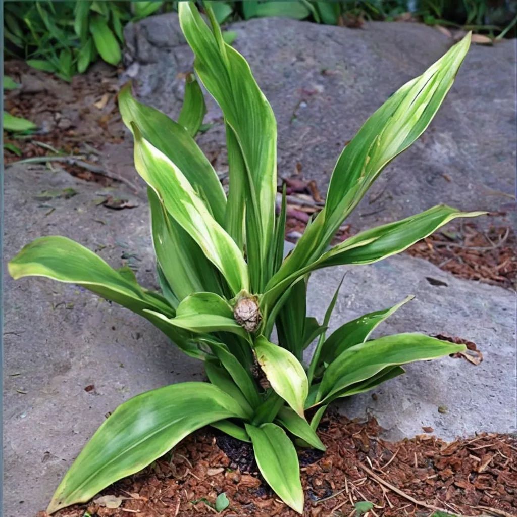 Rohdea japonica 'Yattazu Yan Jaku'