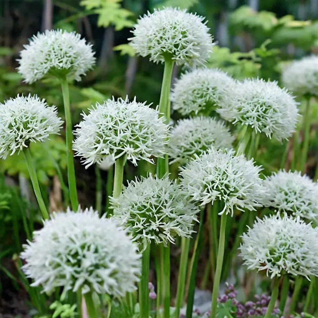 Allium cepa 'Mont Blanc'