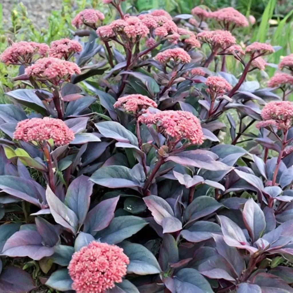 Sedum album 'Jose Aubergine'