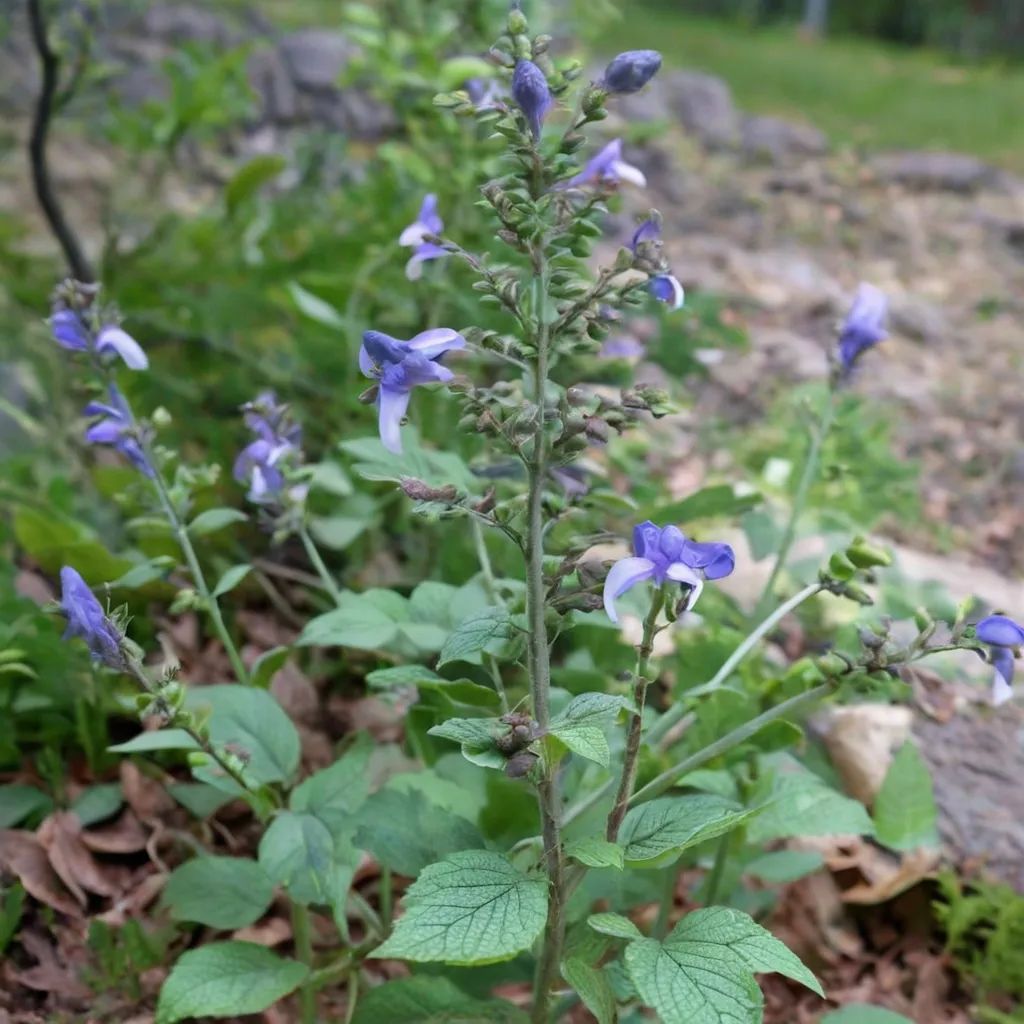 Scutellaria ovata