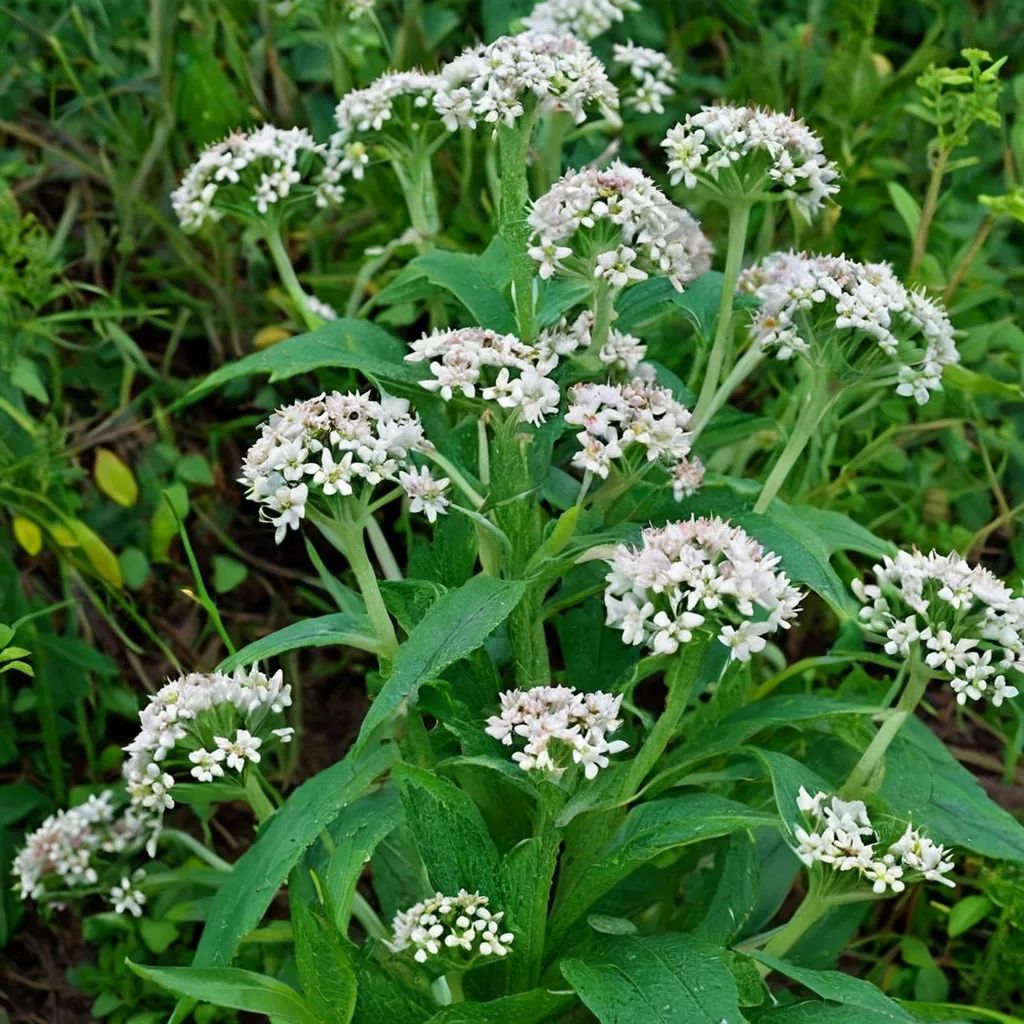 Eupatorium perfoliatum
