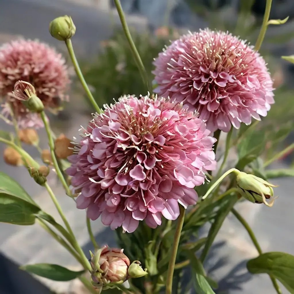Scabiosa atropurpurea 'Florist's Pink'
