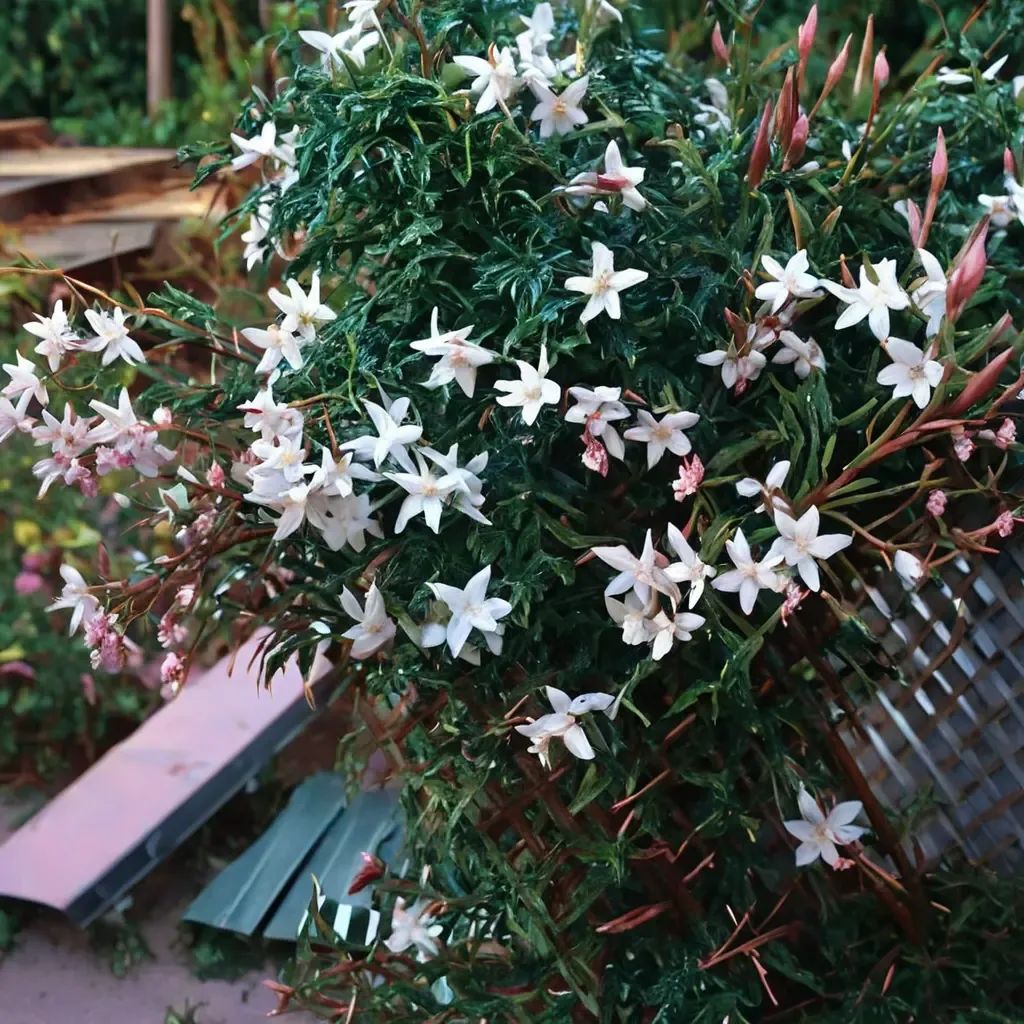 Jasminum polyanthum