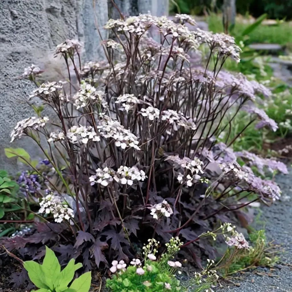 Anthriscus sylvestris 'Ravenswing'