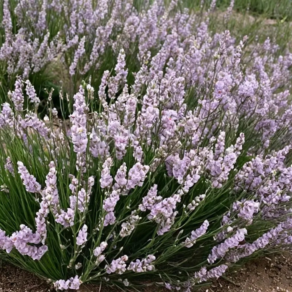 Lavandula angustifolia 'Miss Katherine'