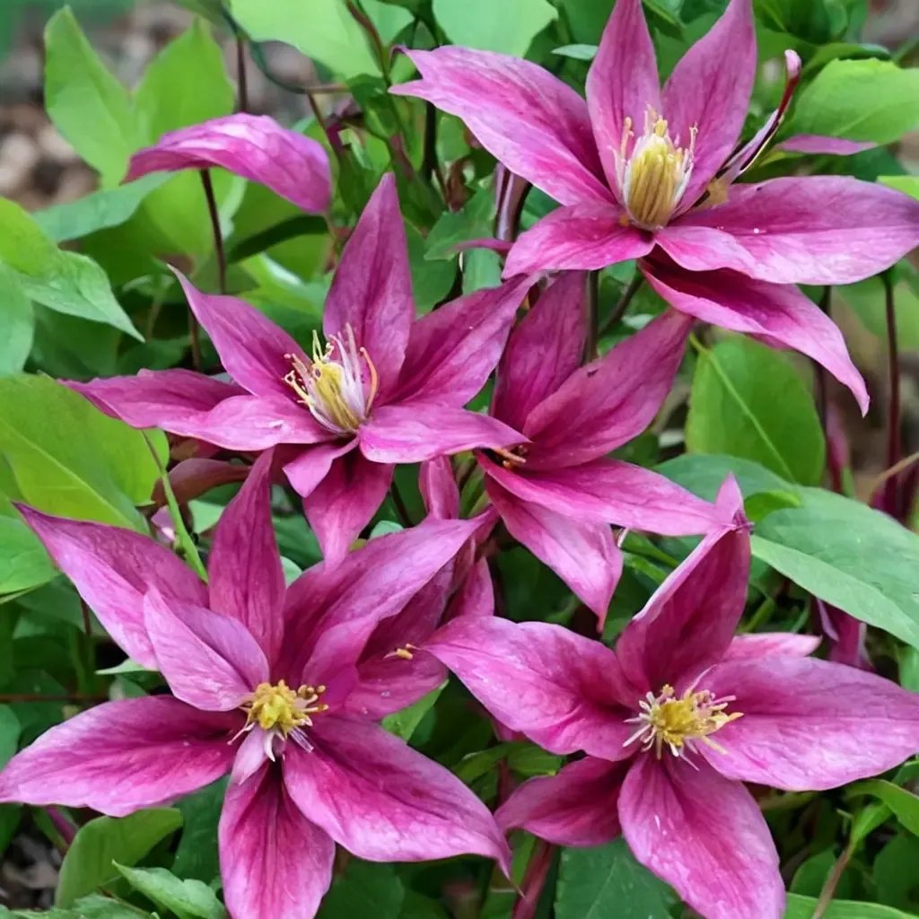 Clematis viticella 'Sabine'