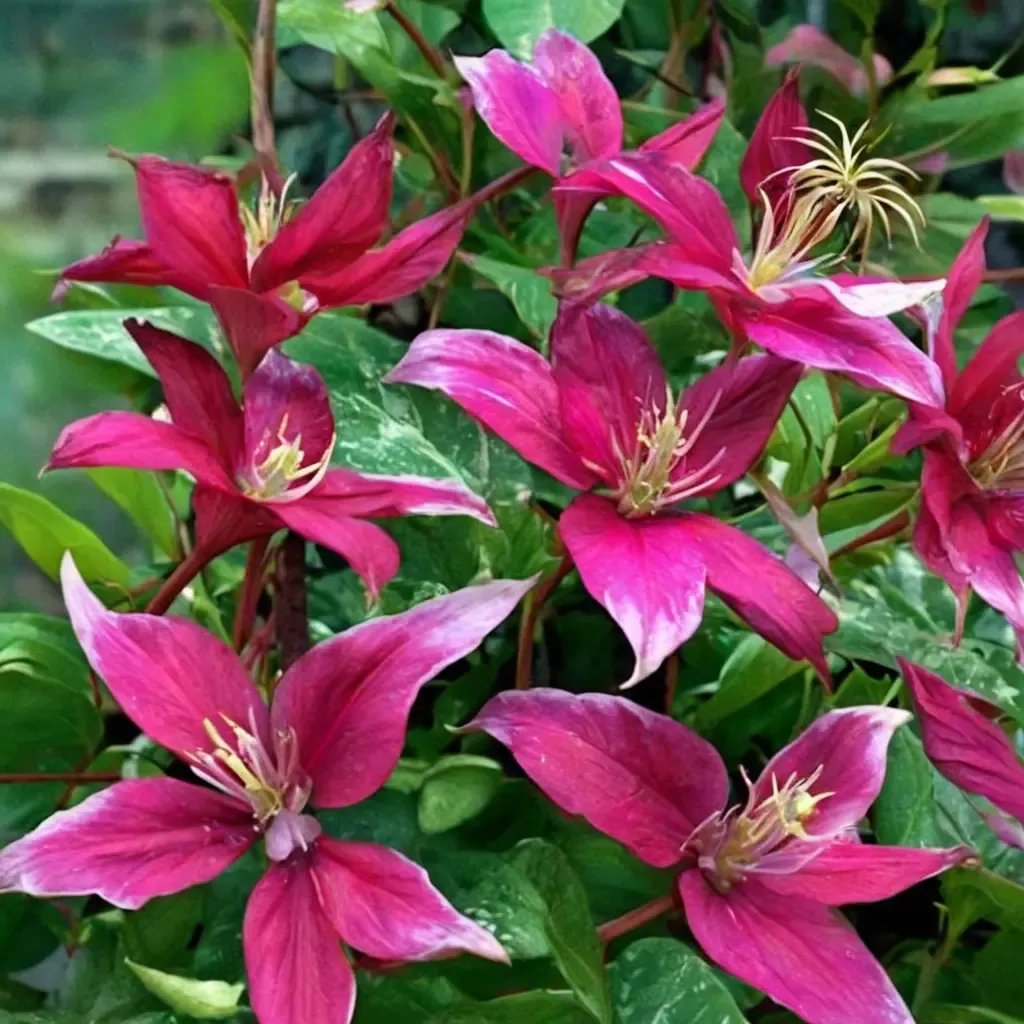 Clematis montana 'Amanda Marie'