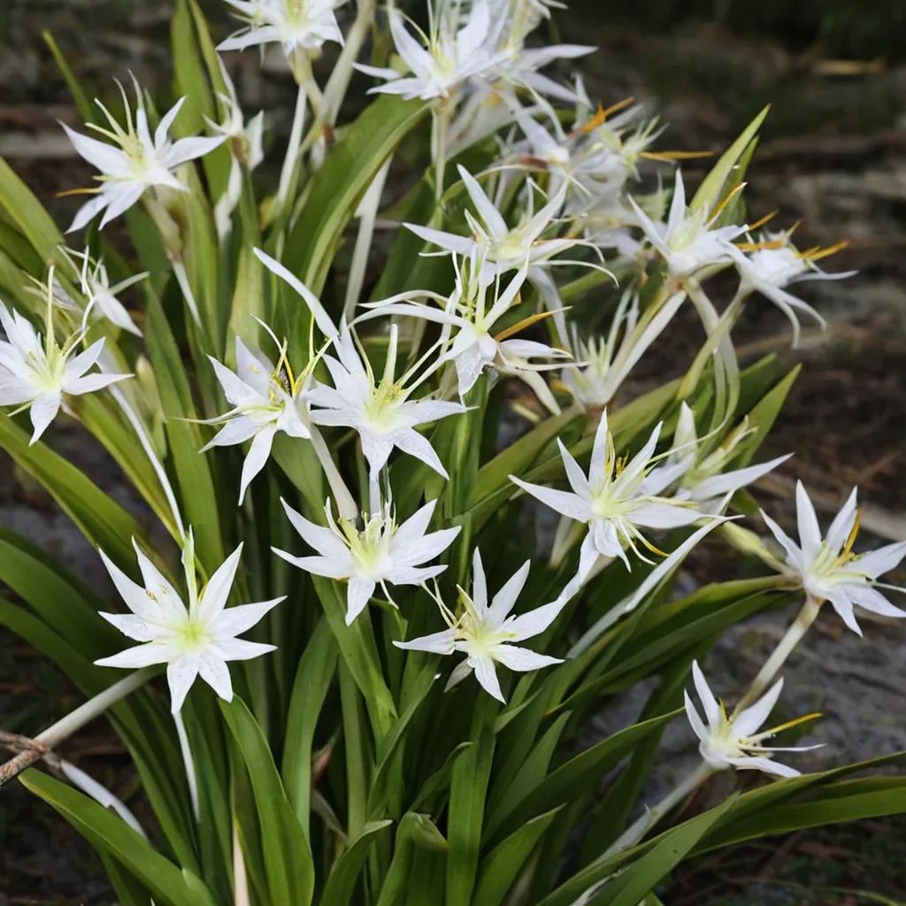 Hymenocallis liriosme 'Rayville'