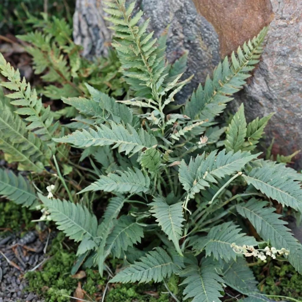 Cheilanthes tomentosa