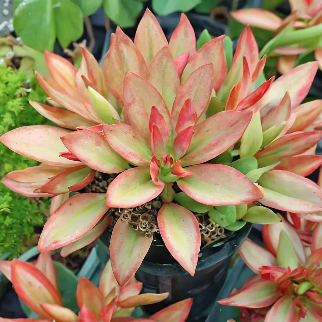 Sedum x adolphii