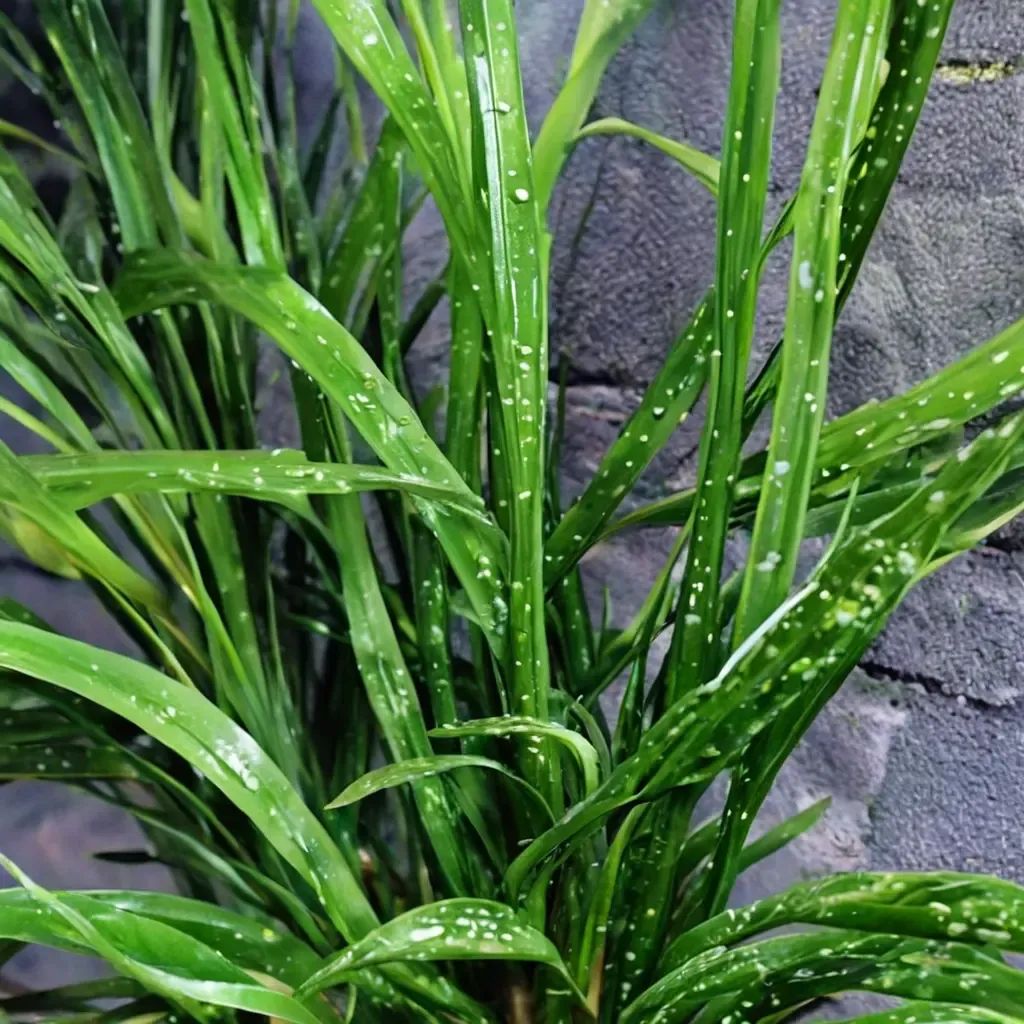 Aspidistra minutiflora 'Leopard'